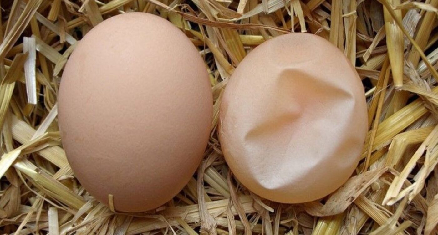 Міцна шкаралупа - здорове яйце: чим годувати курей та як правильно використовувати відходи