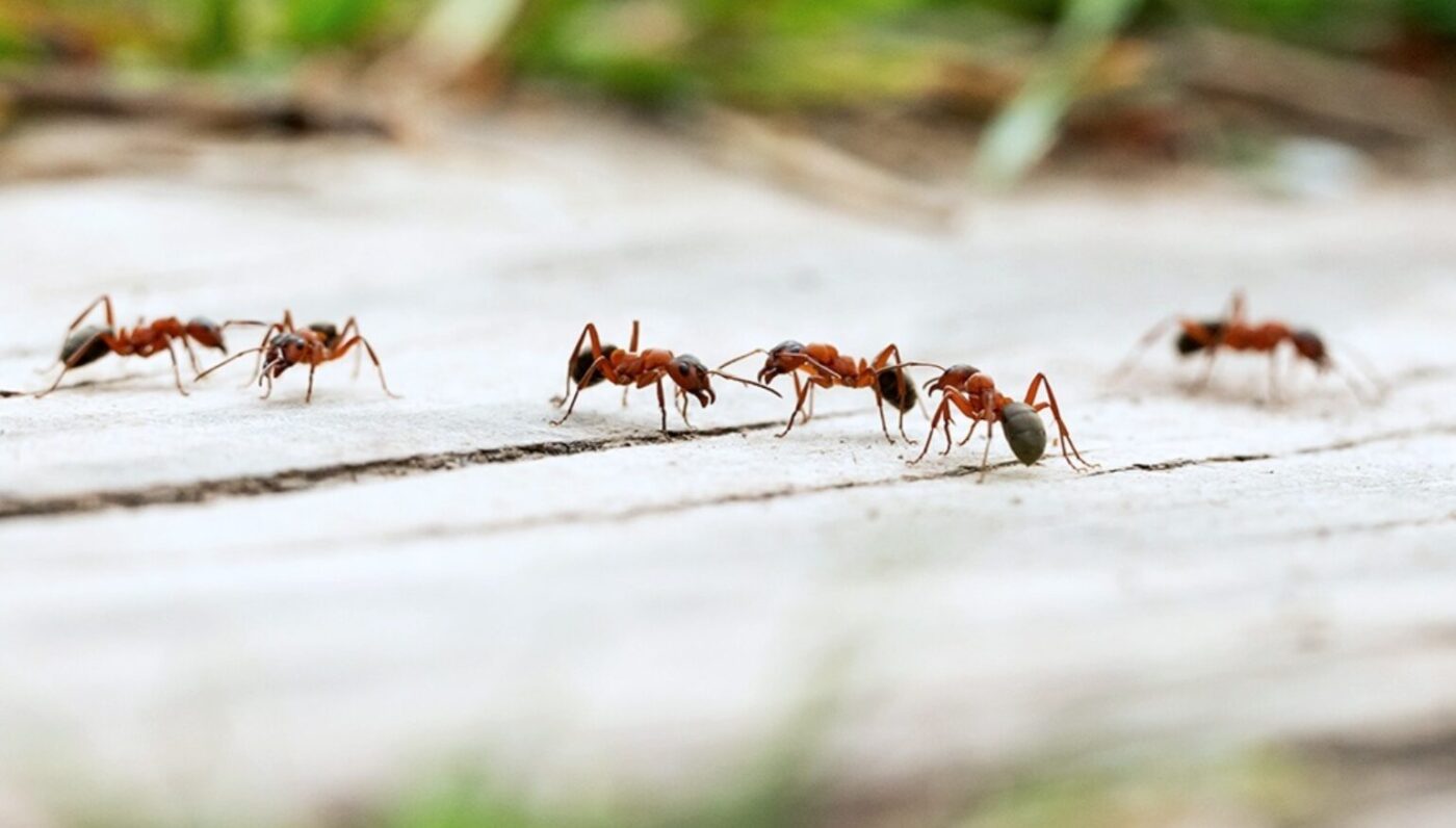 Старий дідівський спосіб: чим помазати поріг, щоб жодна мураха не переступила кордон вашої кухні