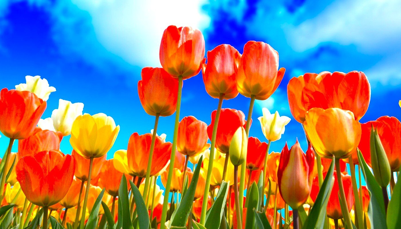 8 березня стане одним із найтепліших днів початку березня: синоптики назвали температуру