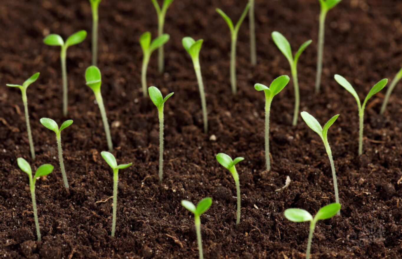 Що потрібно зробити на городі до Великодня: список важливих робіт