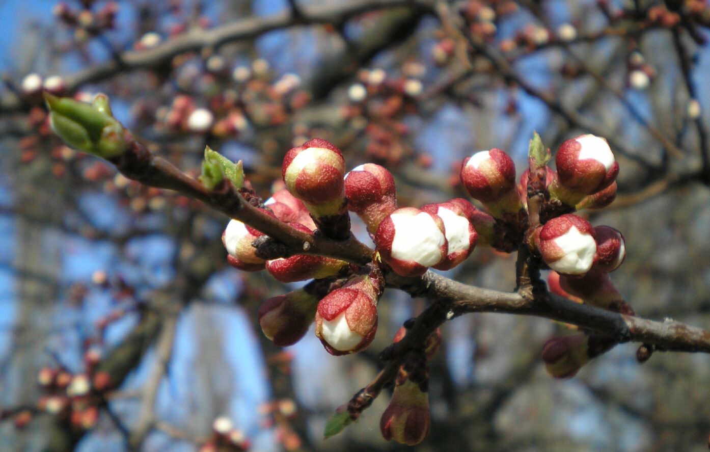 Перша обробка дерев навесні: чим обприскати сад