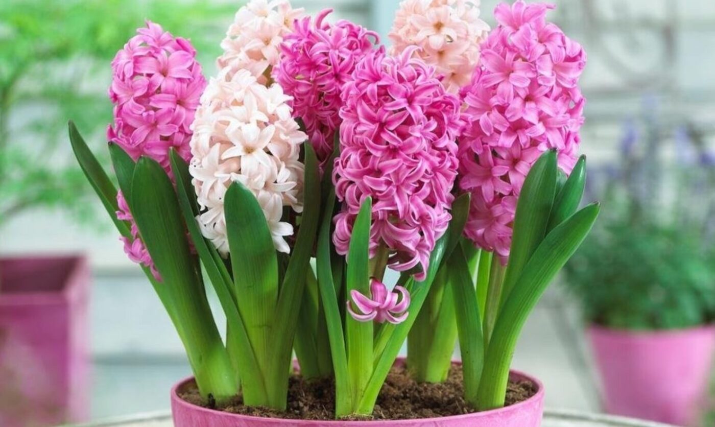 Як доглядати за квітами у горщиках, подарованими на 8 березня