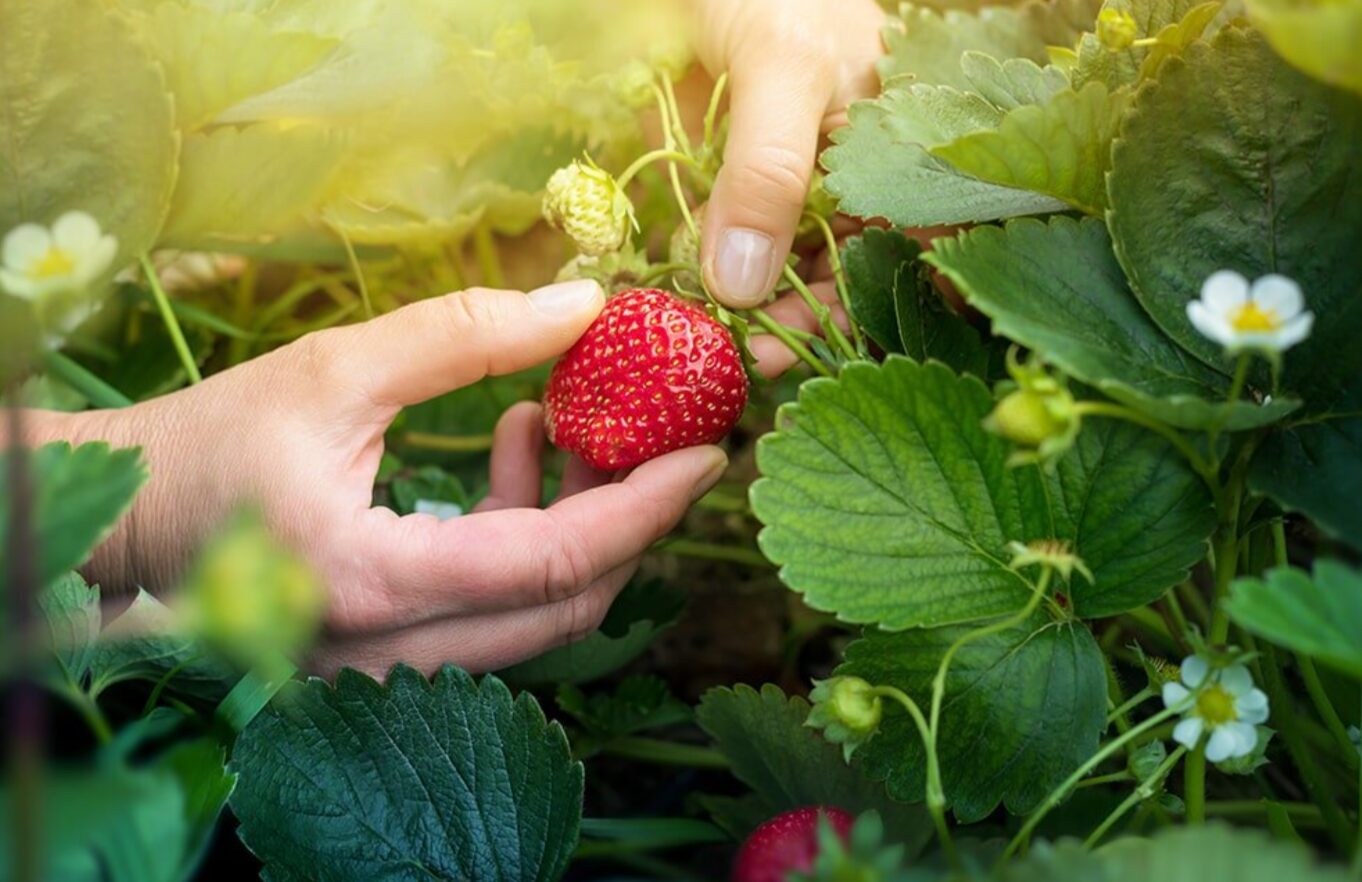 Що зробити з полуницею одразу після зими: 5 дій, які впливають на врожай