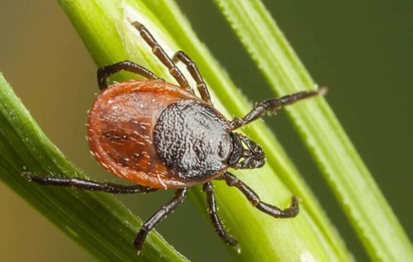Кліщі прокинулись раніше: що потрібно знати кожному