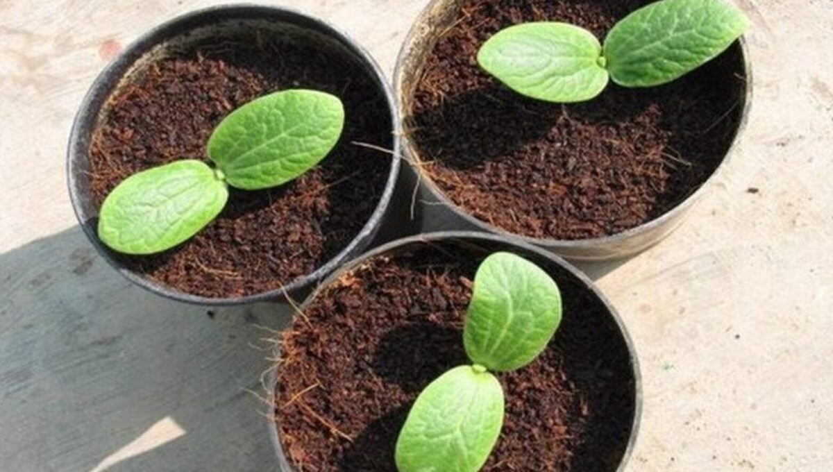 Коли посіяти кабачки на розсаду у 2026 році