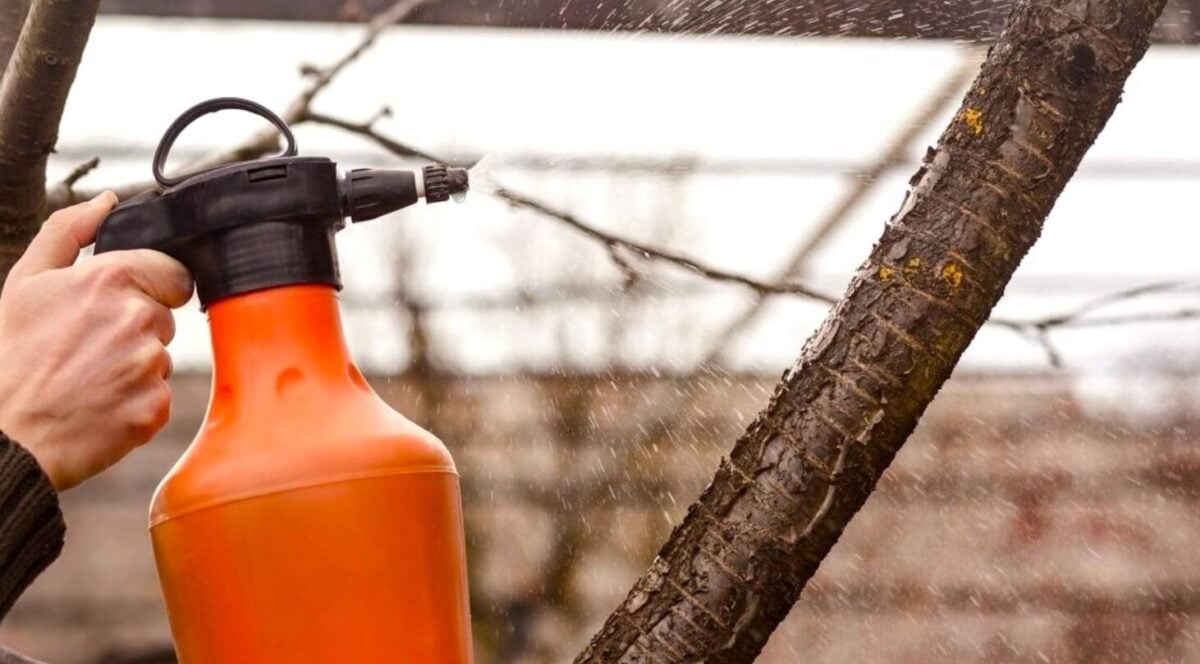 Сульфат заліза: найсильніше добриво для плодів та його роль у фотосинтезі