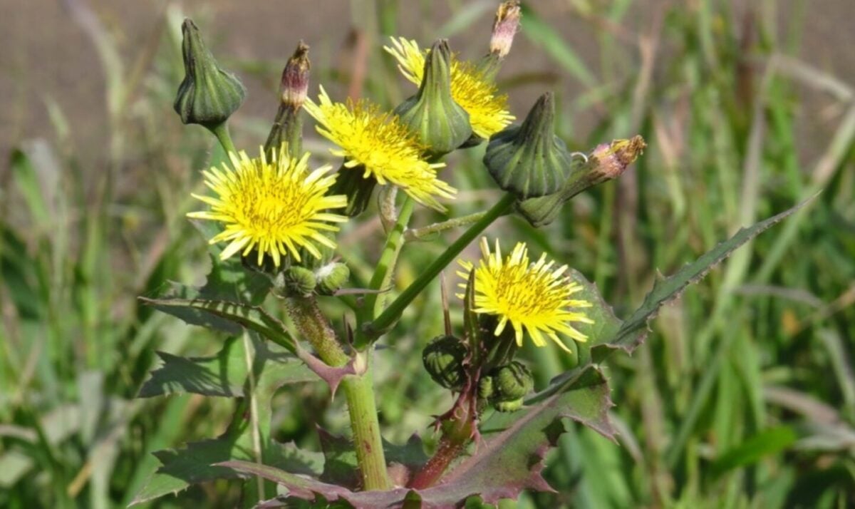 Припиніть сапати город! 3 методи боротьби з бур'янами, які працюють, поки ви відпочиваєте