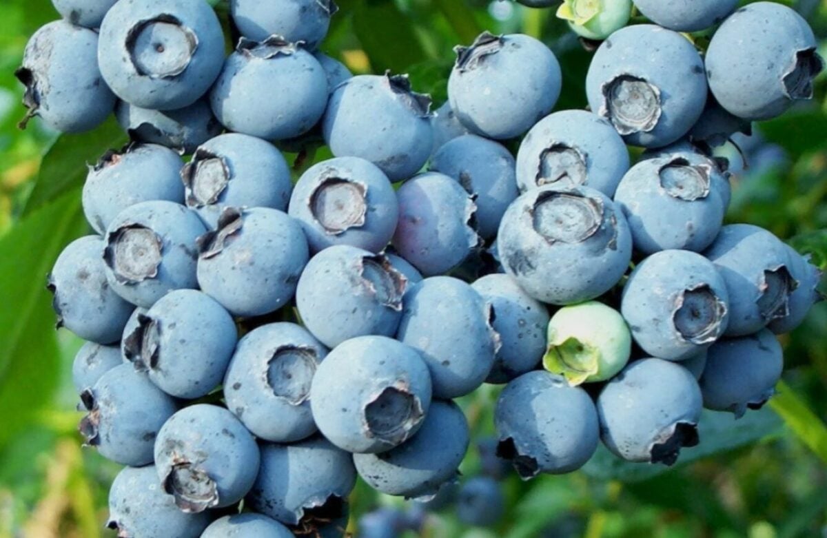 Розплідники цього не скажуть: як виростити 10 кг лохини з куща за ціною однієї булочки