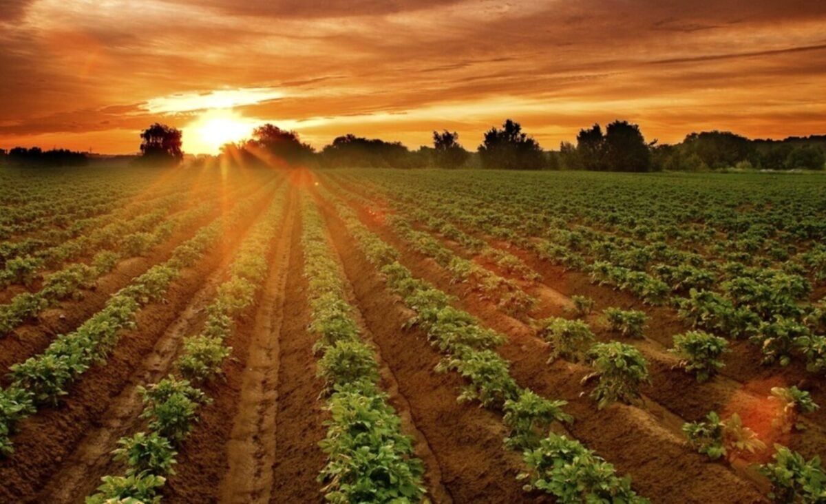 скільки насправді коштує домашня картопля