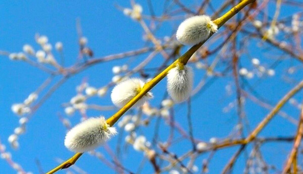 Погода на Вербну неділю 2026 в Україні різко відрізнятиметься по регіонах: де буде тепло до +11°, а де можливий "мінус" вночі