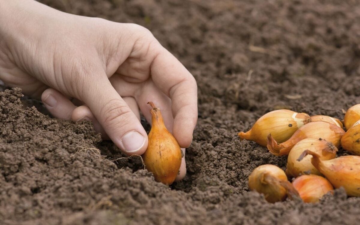 Більше так не роблю: чому я перестала чекати травневих свят, щоб посадити цибулю. Результат вразив!