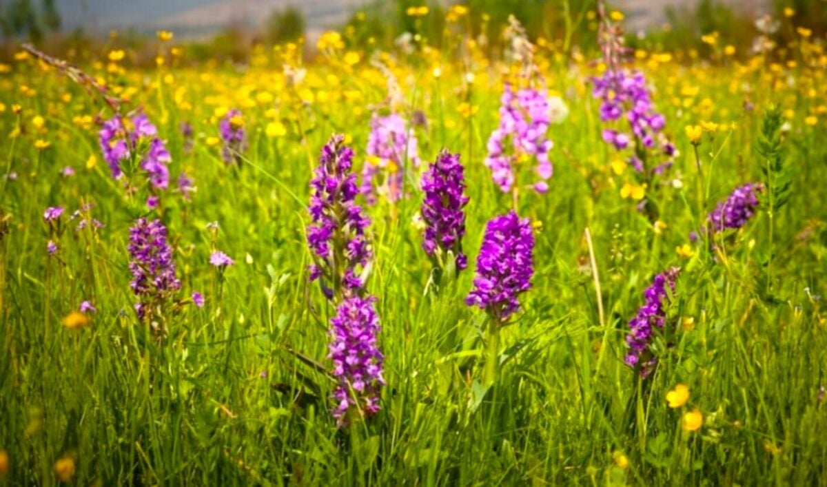 Погода на червень 2026 в Україні: перші ознаки аномальної спеки! Синоптики дали прогноз по регіонах і ризики літа