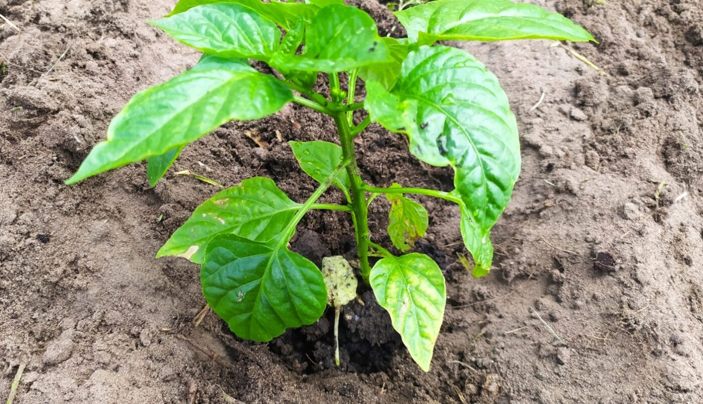 Саджу перець у ґрунт і кладу в лунку 3 компоненти, які працюють на практиці