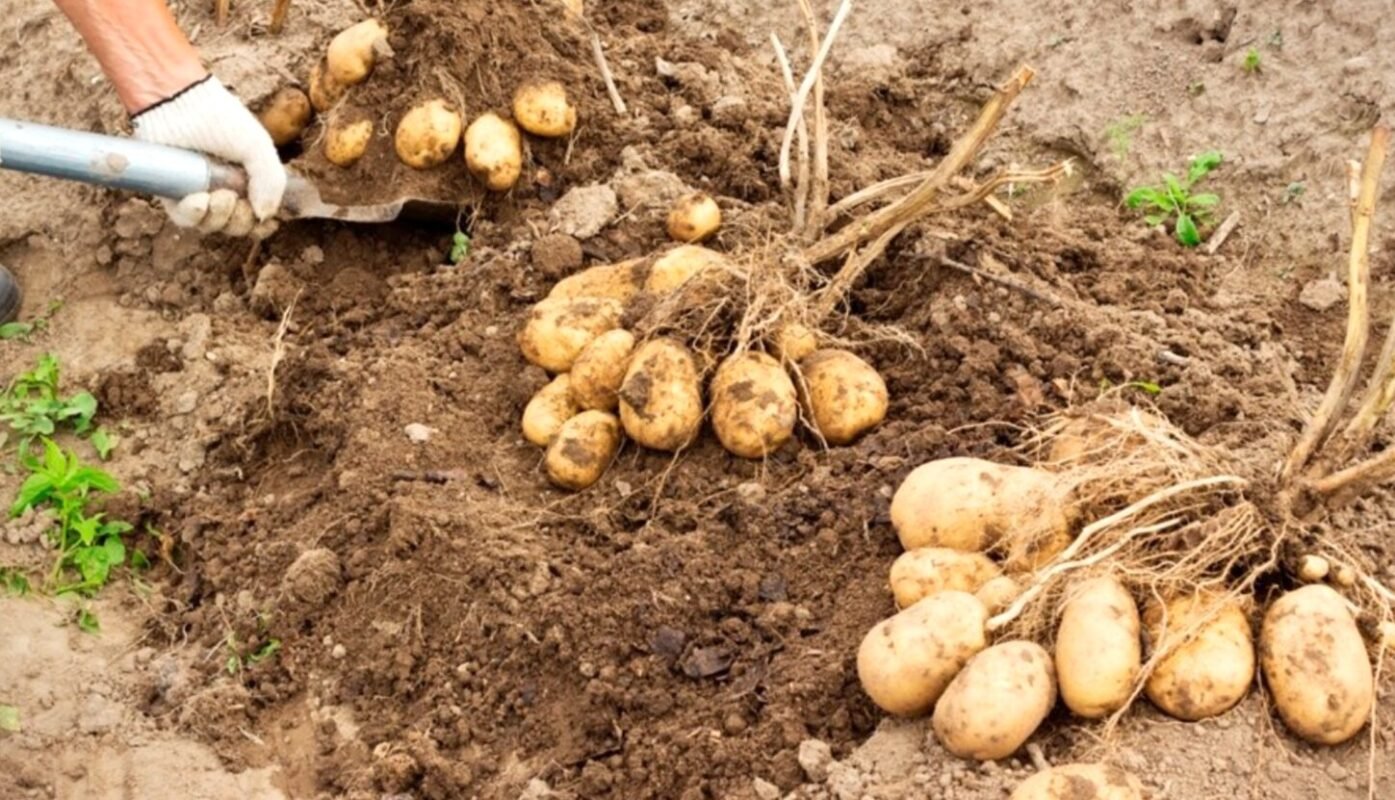 Додаю це в лунку при посадці картоплі: мій перевірений метод, з яким урожай не підводить 7 років