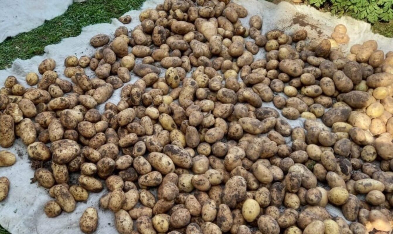 чим підживлюю картоплю при посадці