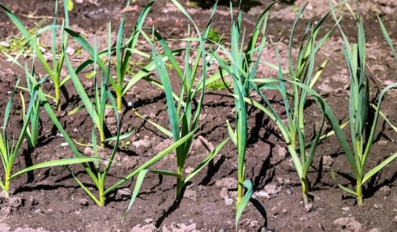 Часник виросте розміром з кулак: покрокова схема підживлення в квітні-травні, щоб листя не жовтіло, а головки були гігантськими