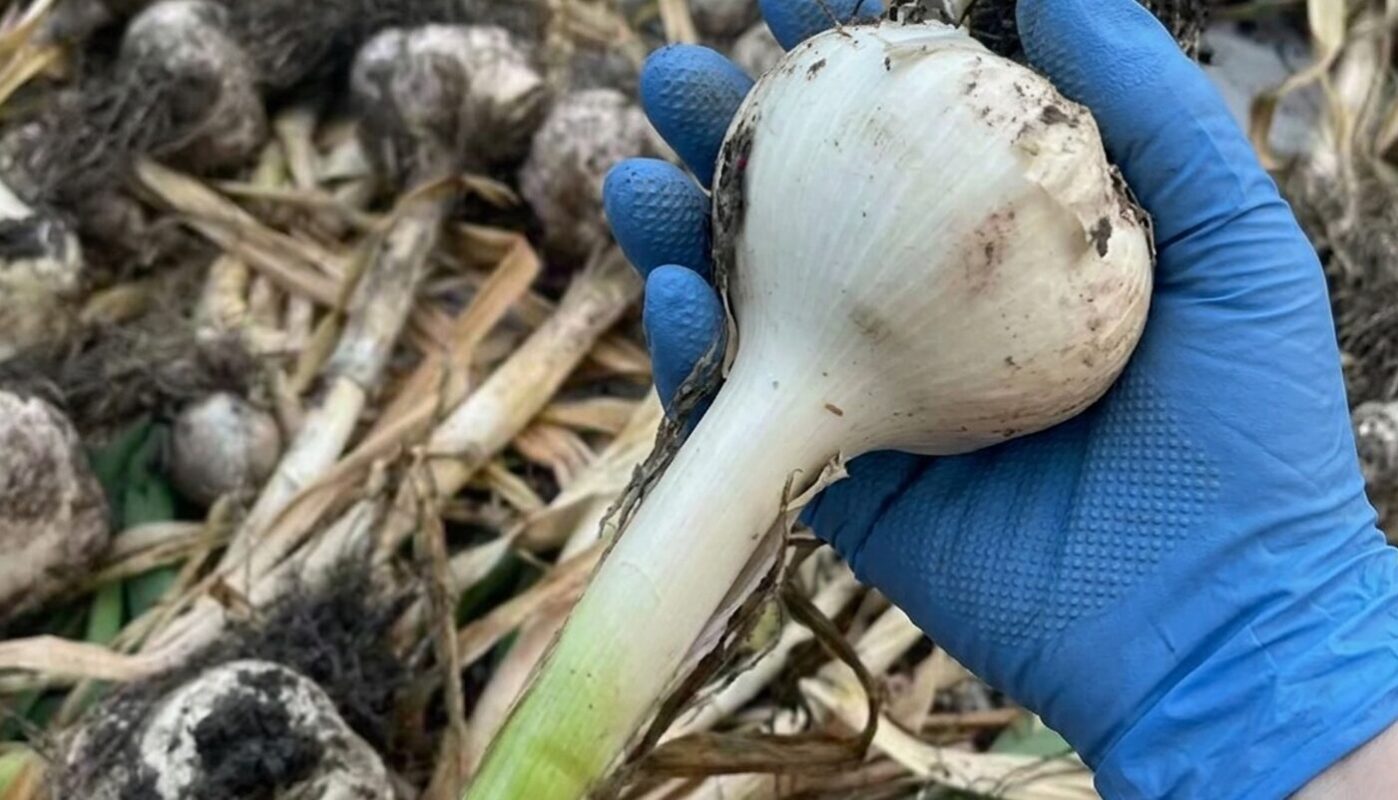 підживлення часнику навесні від пожовтіння і для великого врожаю