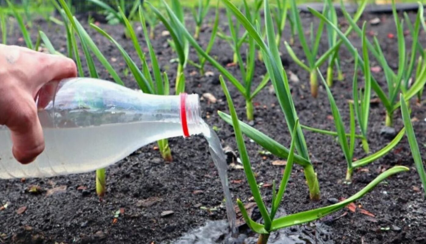 підживлення часнику навесні від пожовтіння і для великого врожаю