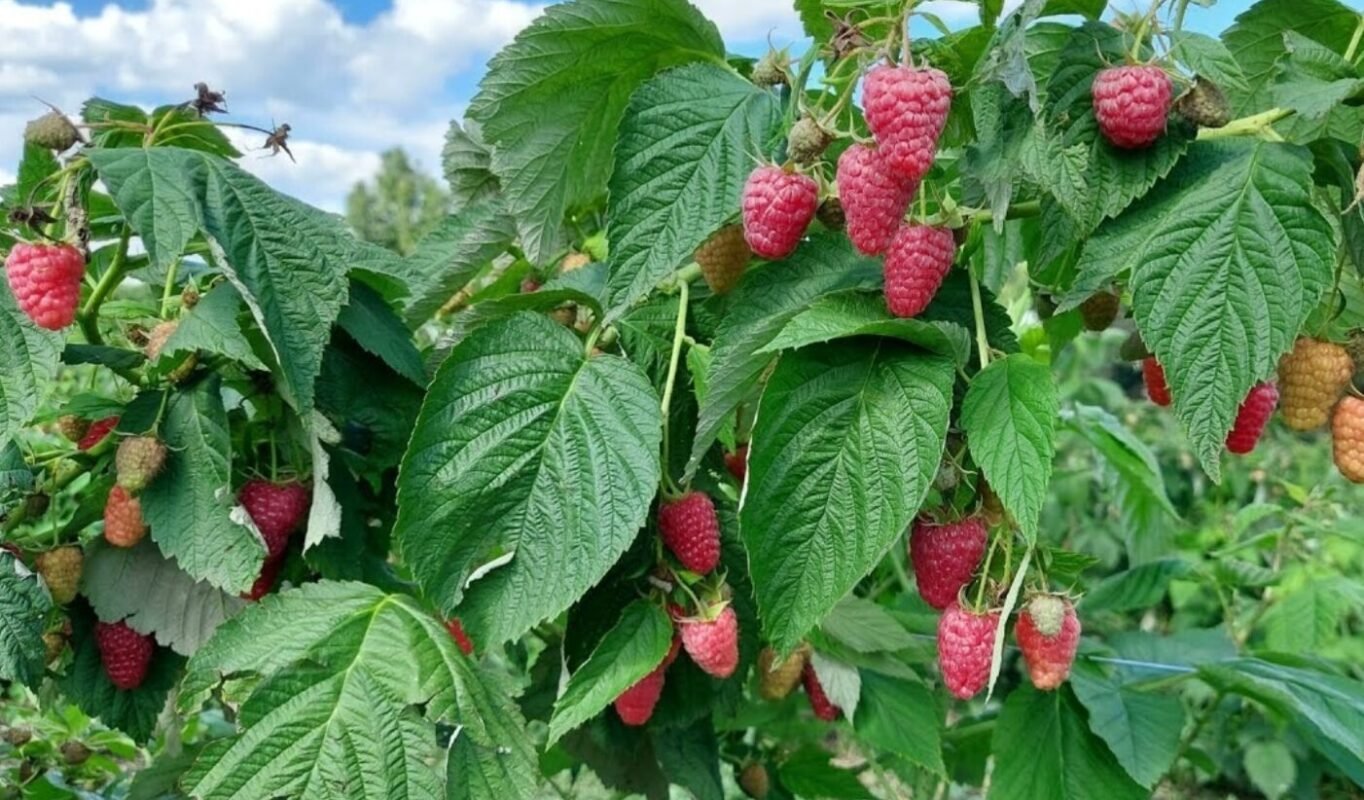 обробка малини від хробаків