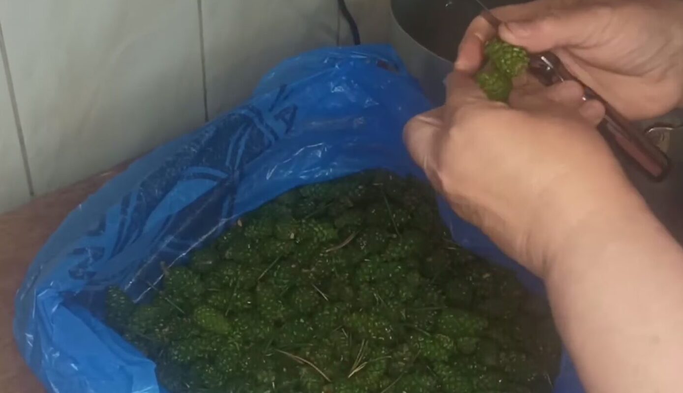 мед з соснових шишок