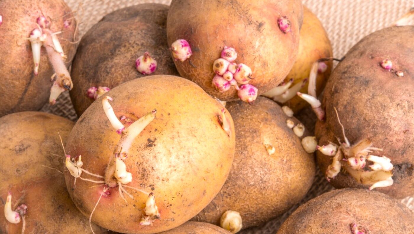 Саджаєте картоплю в лунки? Чому ви втрачаєте третину врожаю і навіть не знаєте про це