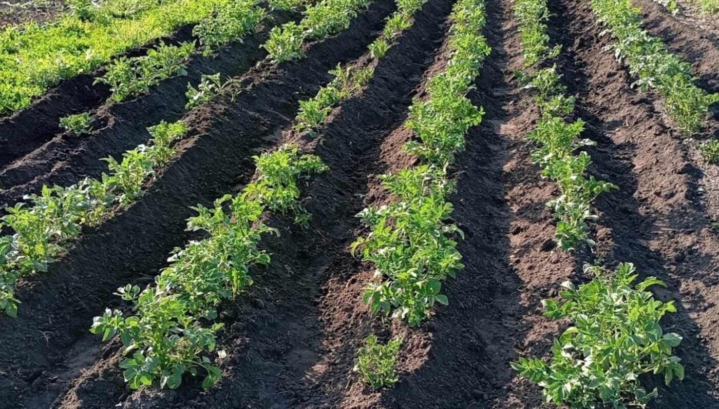 Як садити картоплю для великого врожаю