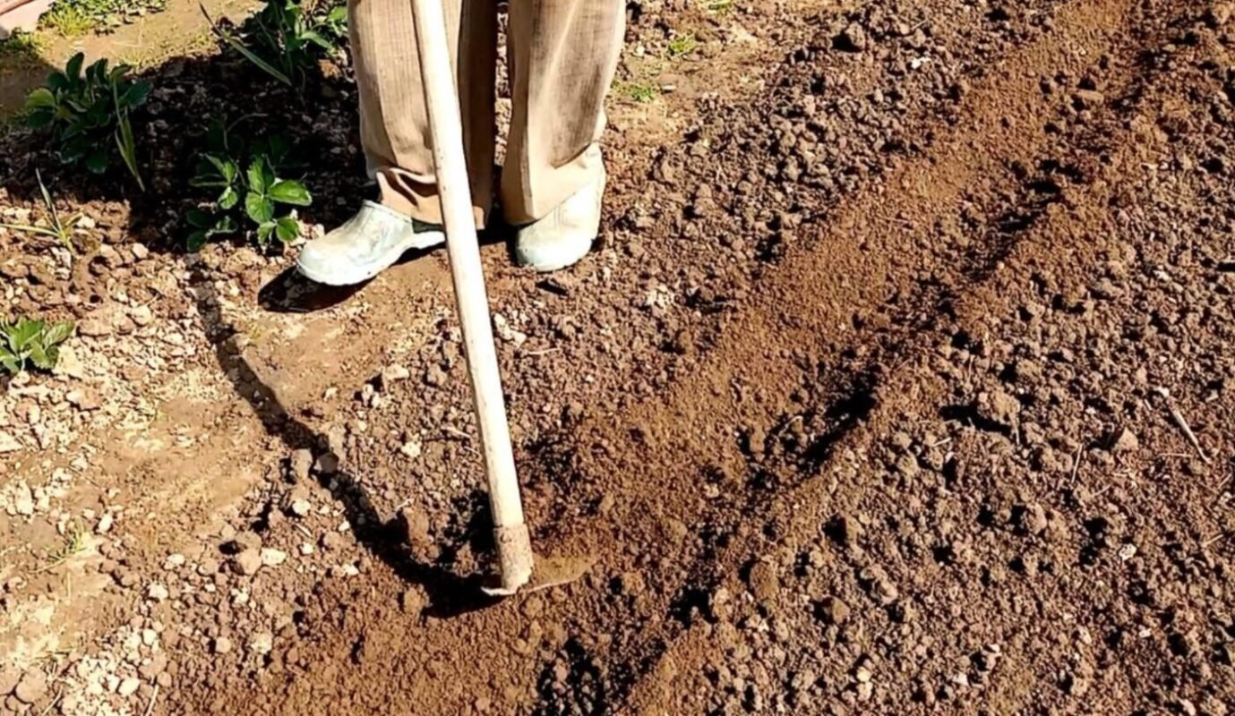 гребенева посадка картоплі