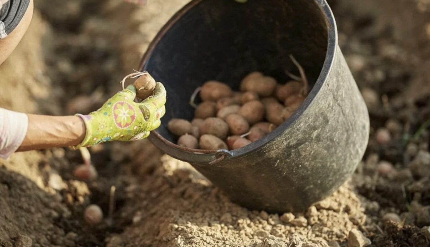 гребенева посадка картоплі