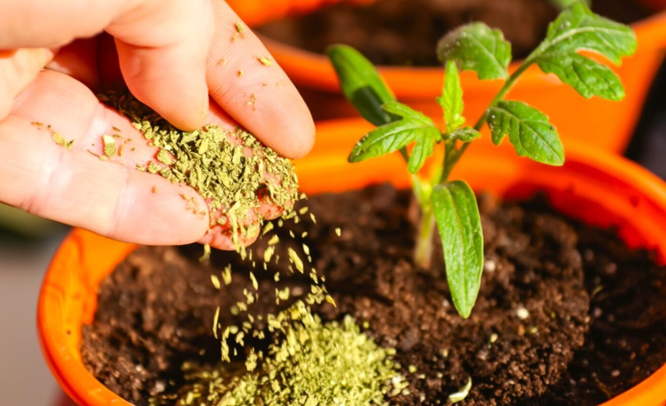 Розсада оживає на очах: ​​1 "листочок" на банку води і підживлення готове! Простий спосіб від свахи