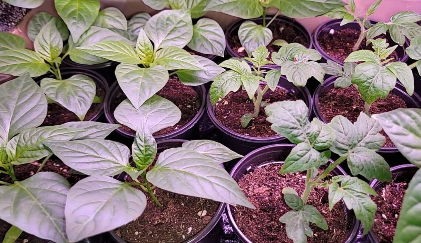 підживлення розсади на весні 