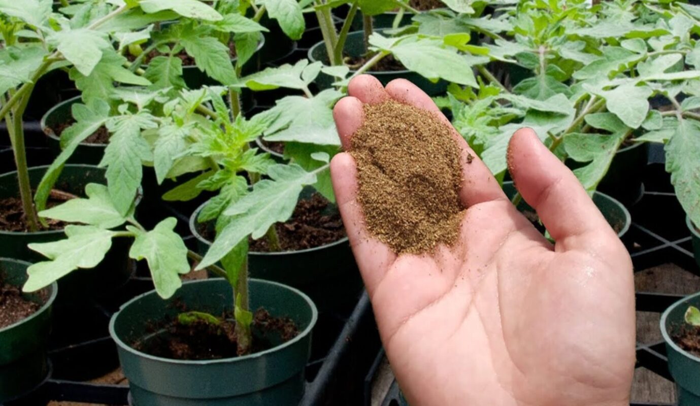 підживлення розсади на весні лавровим листям