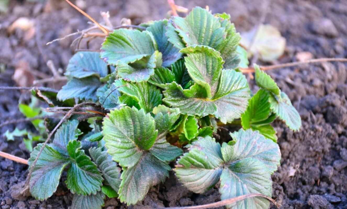 Підгодовую Полуницю новим підживленням вже 3 роки: (Не сечовина і не Аміачна селітра)! Врожай збираю відрами