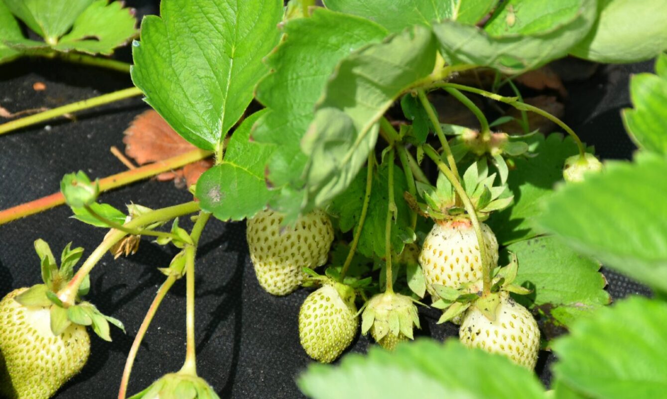 підживлення полуниці навесні