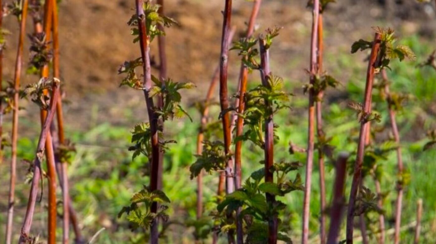 Як обрізати ремонтантну малину навесні: 3 кроки - і кущ дає по 2 кг