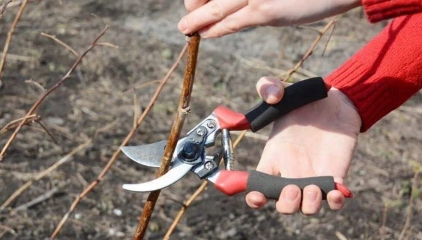 обрізка ремонтантної малини навесні