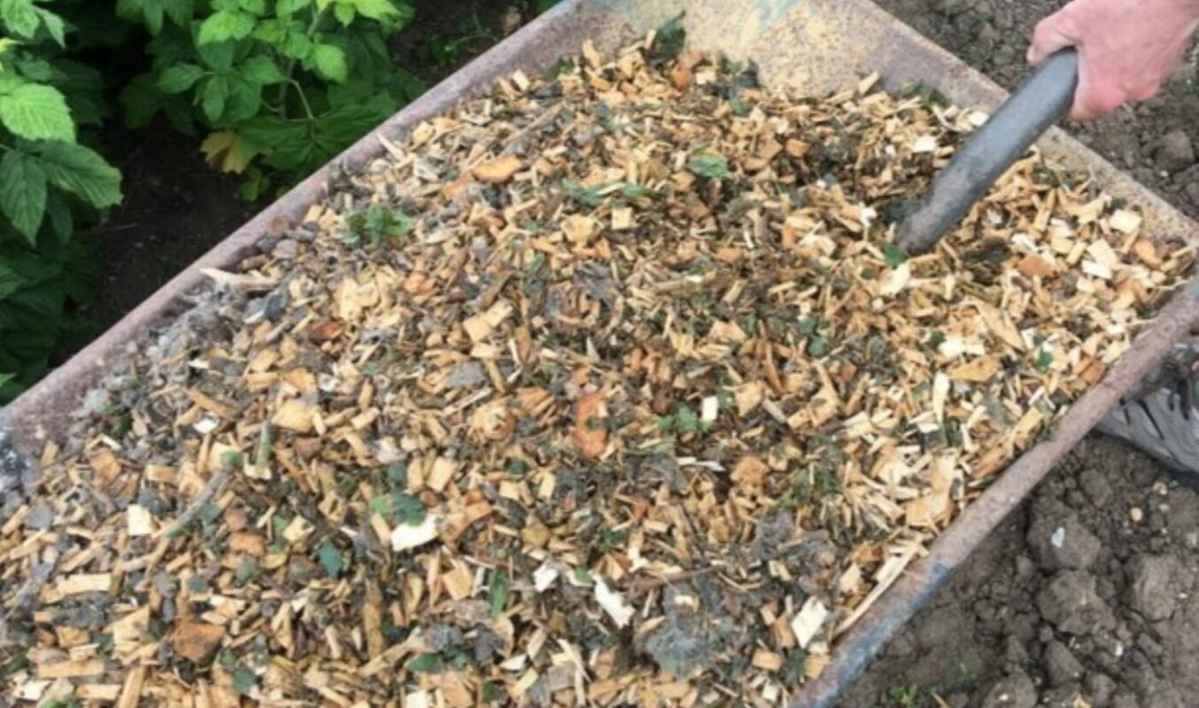 обрізка ремонтантної малини навесні