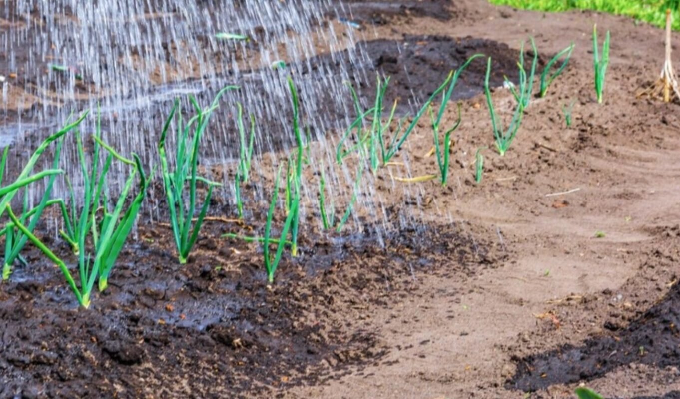 полив сівка цибулі навесні