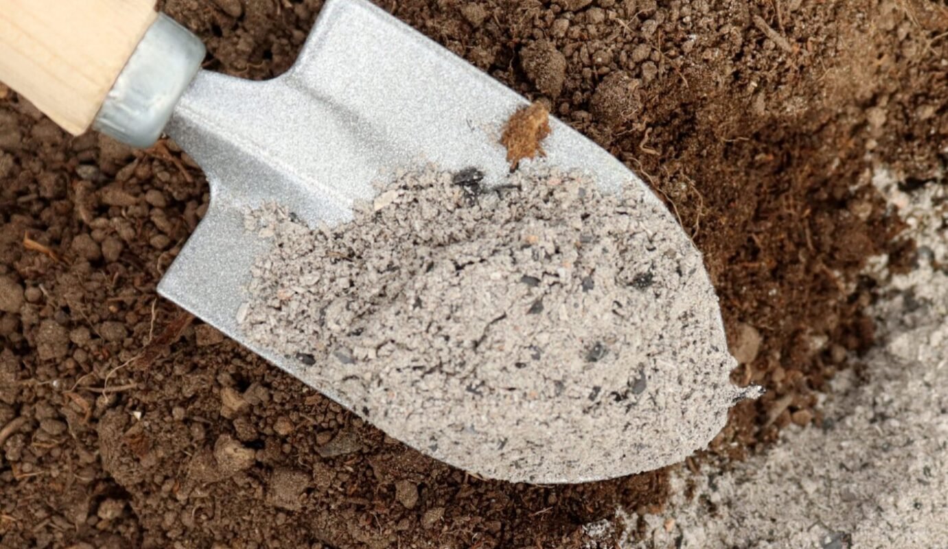 зола для підживлення цибулі навесні