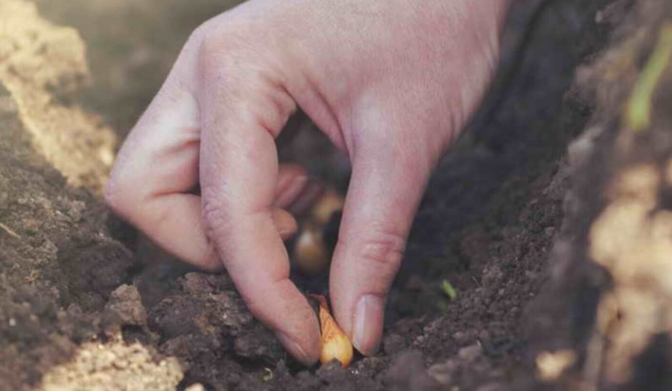 на яку глибину садити сівок цибулі