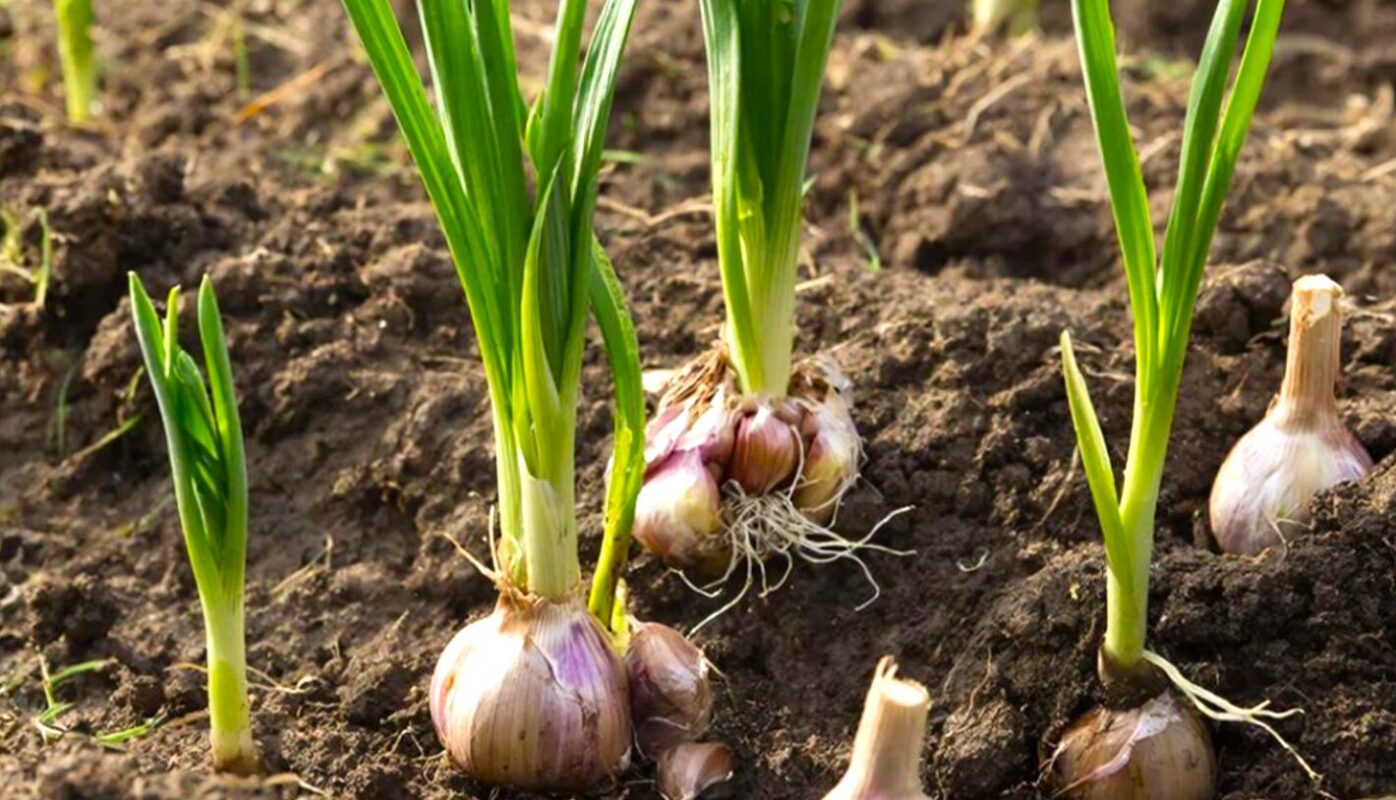 Чим підгодувати часник навесні, щоб не жовтів - мої 3 робочі рецепти