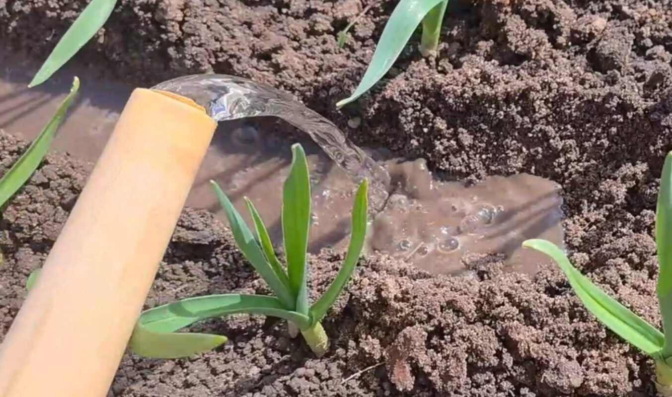 підживлення часнику навесні, щоб не жовтів