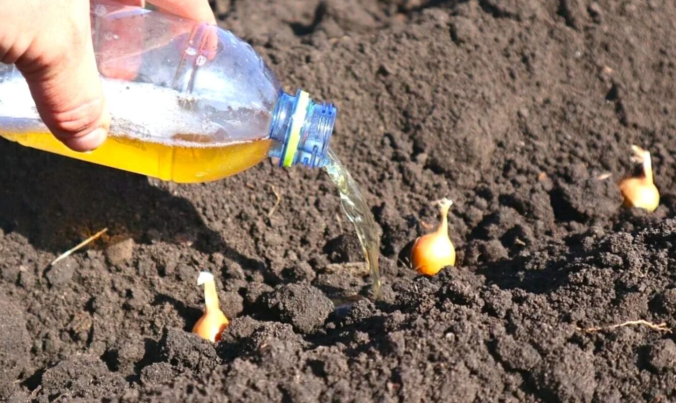 Як тільки зацвів цей кущ навесні - саджу цибулю сіянку! Цибуля велика і не гниє! Природний орієнтир посадки цибулі