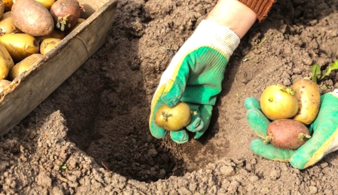 Сусіди вже посадили, а ви ще ні? Ось коли насправді садити картоплю у травні 2026, щоб не втратити врожай