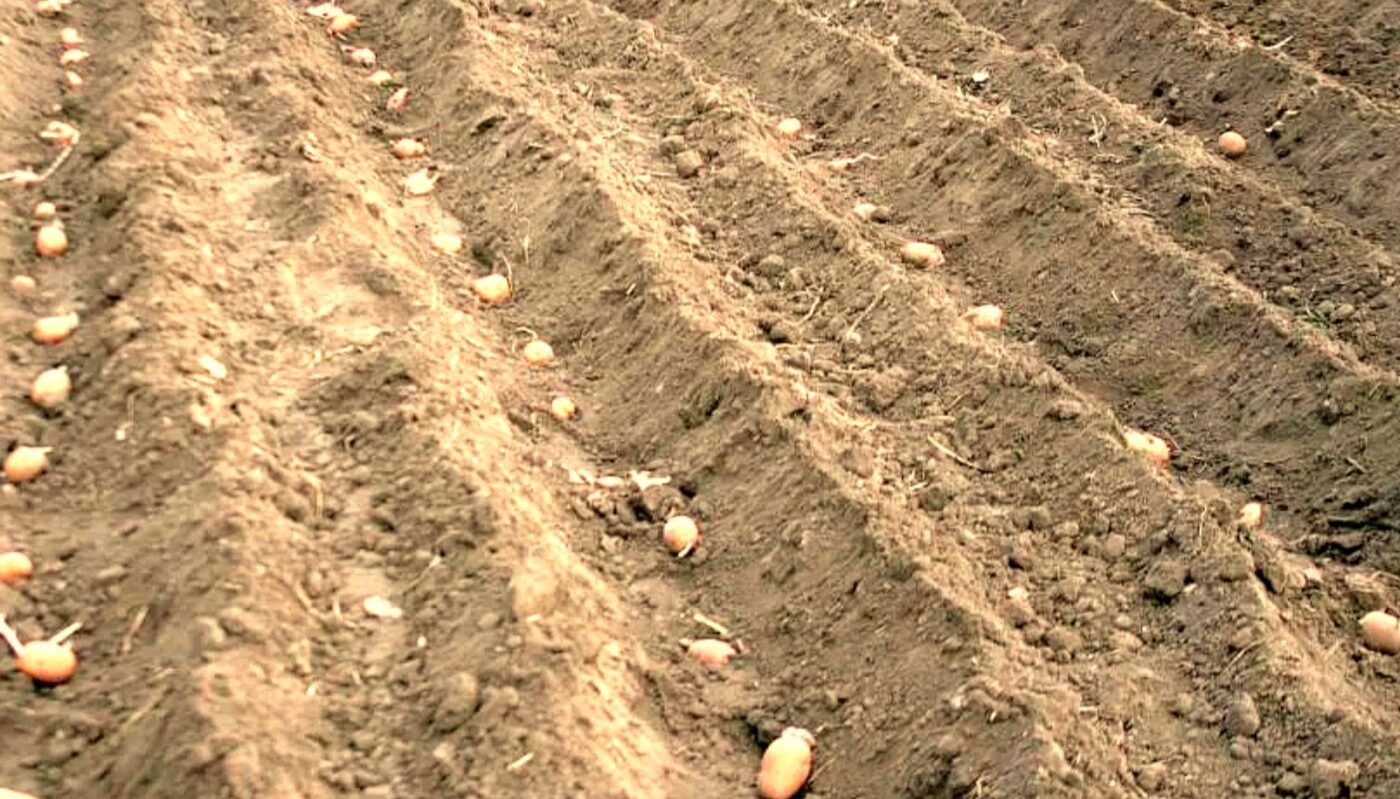 коли садити картоплю в травні 2026