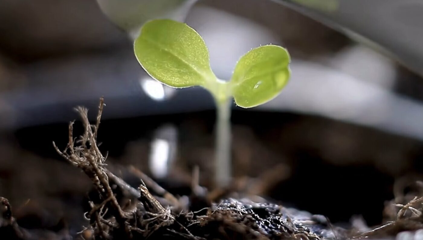 Коли сіяти капусту на розсаду у 2026 році