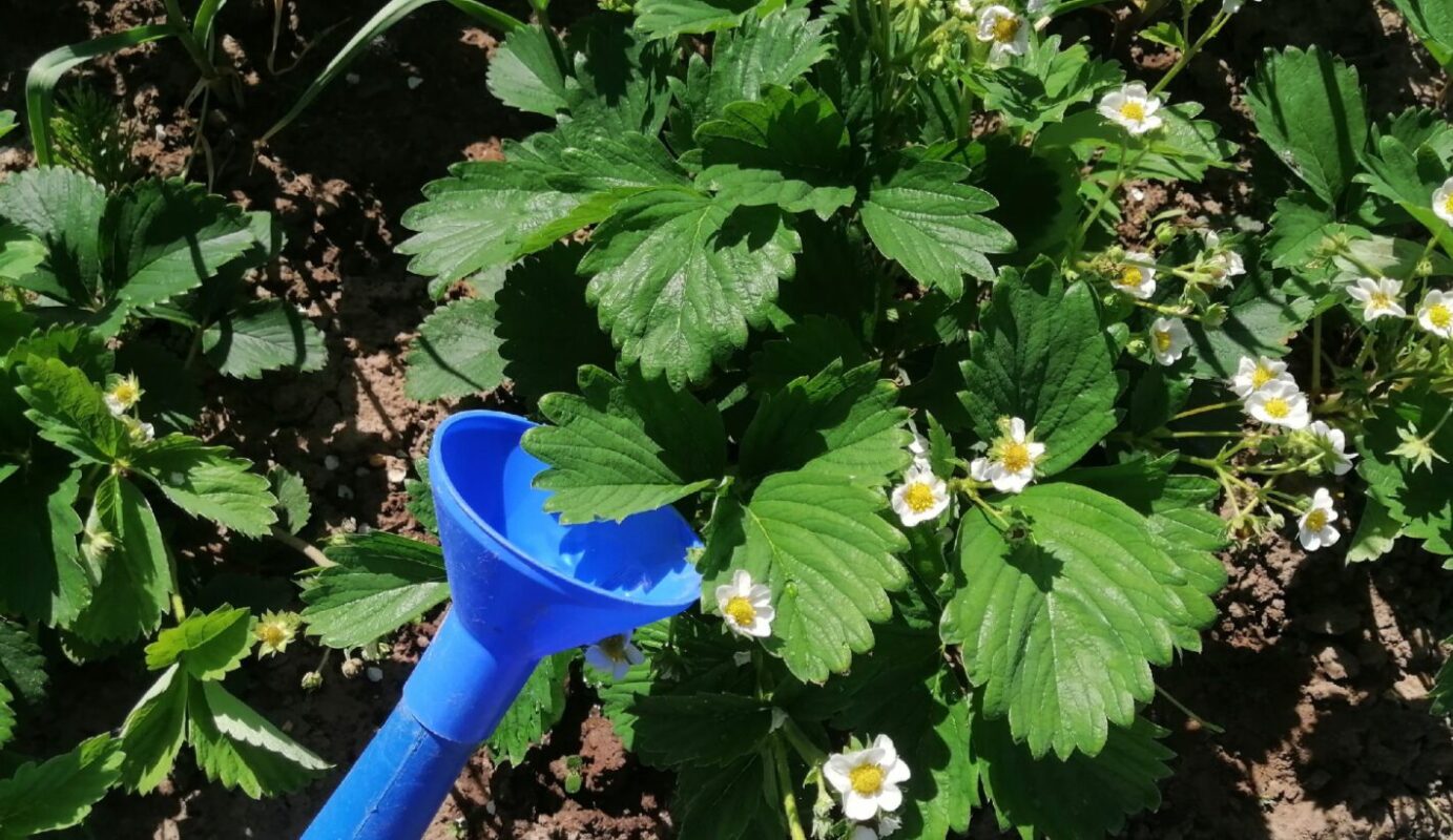 догляд за полуницею у період цвітіння