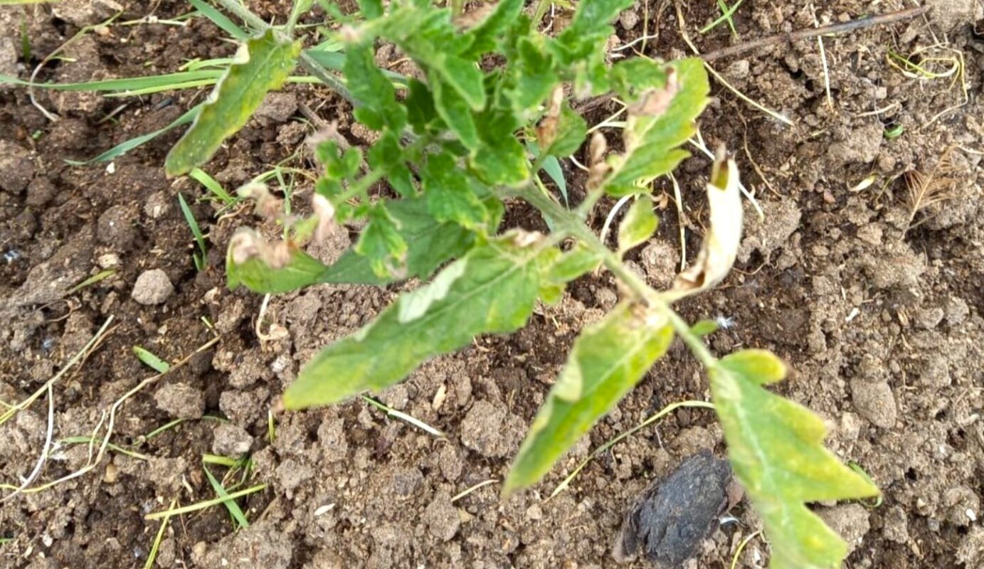Чому розсада не приживається після посадки: 3 причини - кісткове борошно вирішило проблему за 4 дні