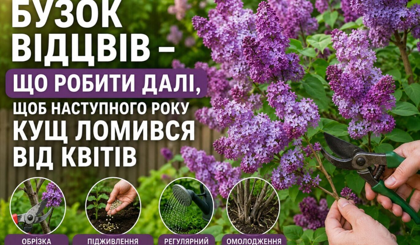 Бузок відцвів - що робити далі, щоб наступного року кущ ломився від квітів