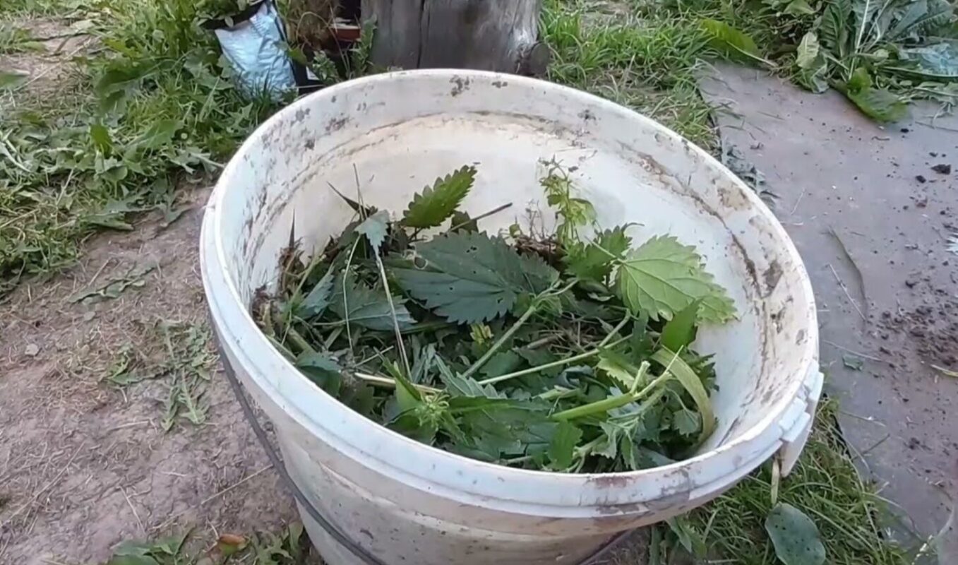 настій кропиви що можна підживлювати
