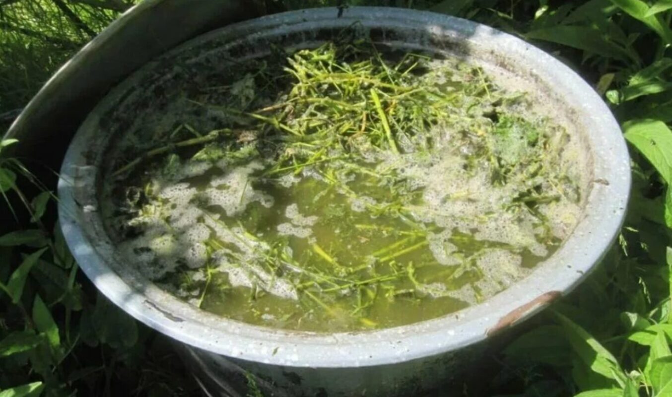 настій кропиви що можна підживлювати
